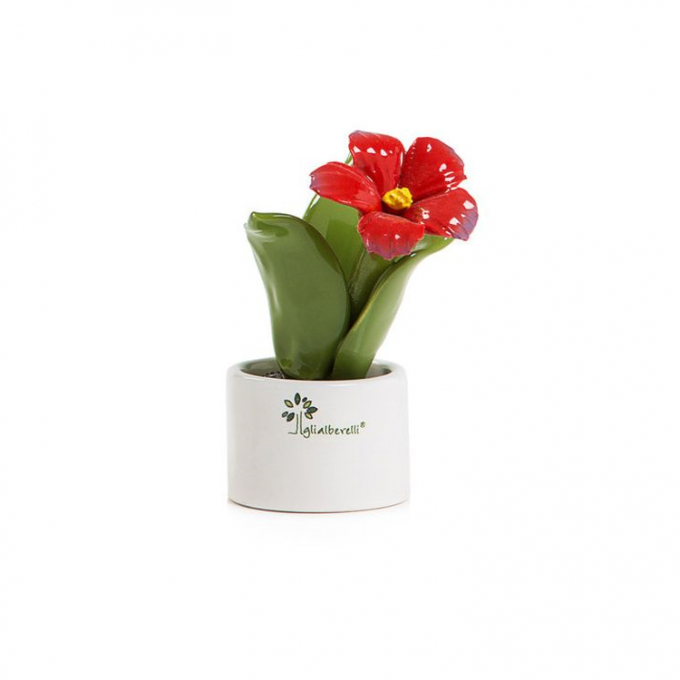 Piantina natura mignon fiore ibiscus Gli Alberelli