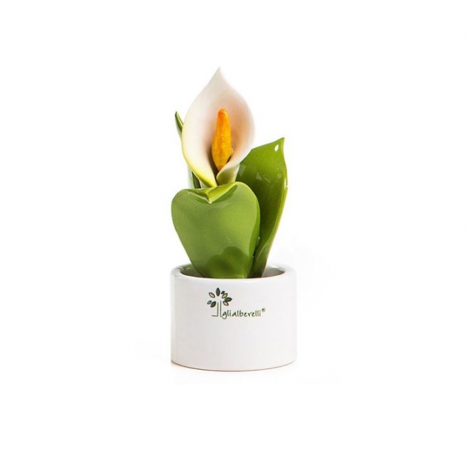 Piantina natura mignon calla Gli Alberelli
