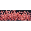 Quadro Cherry blossom 150cm Agave