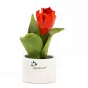 PIANTINA NATURA MIGNON FIORE TULIPANO