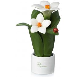 Pianta Natura 2 Fiori Giglio Gli Alberelli