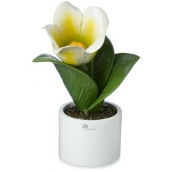 Pianta Natura H40 Campanula Gli Alberelli