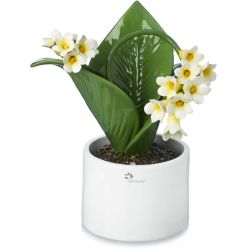 Pianta Natura H40 Campanello Gli Alberelli