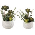 Composizione Piante Grasse - Set 2 Pz L'Oca Nera