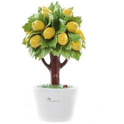 Albero Medio Limone Gli Alberelli