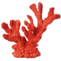 Corallo Rosso L'Oca Nera