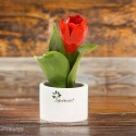 Piantina natura fiore tulipano Gli Alberelli Gli Alberelli