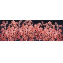 Quadro Cherry blossom 150cm Agave