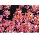 Quadro Cherry blossom 150cm Agave