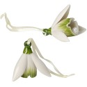 Mini Flower Bells Bucaneve, set 2pz